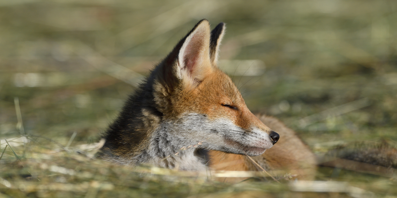 Renard roux allongé les yeux fermés